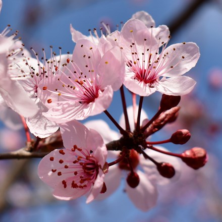 Prunus × persicoides Spring Glow