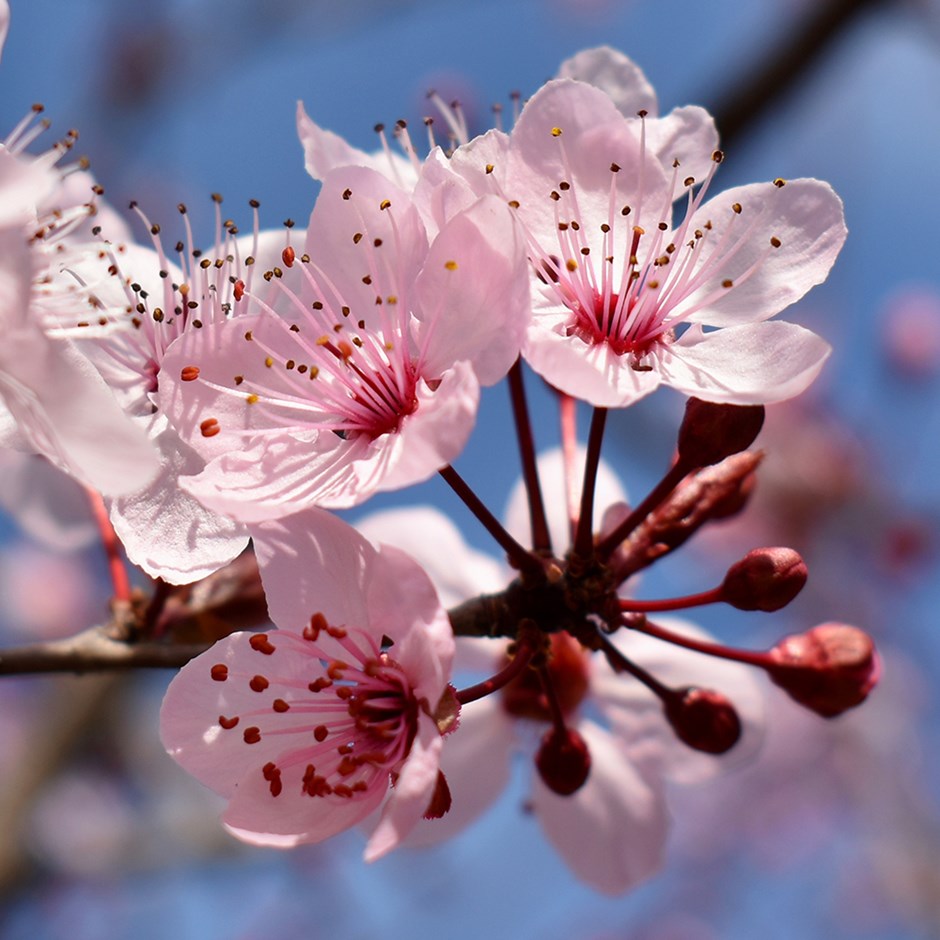 Prunus × Persicoides Spring Glow | Flowering Cherry Blossom Tree