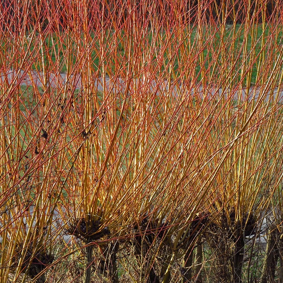 Salix Alba Var. Vitellina Britzensis | Coral Bark Willow