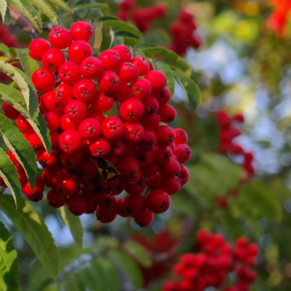 Sorbus Aucuparia Aspleniifolia | Rowan