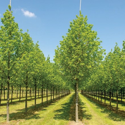 Tilia platyphyllos