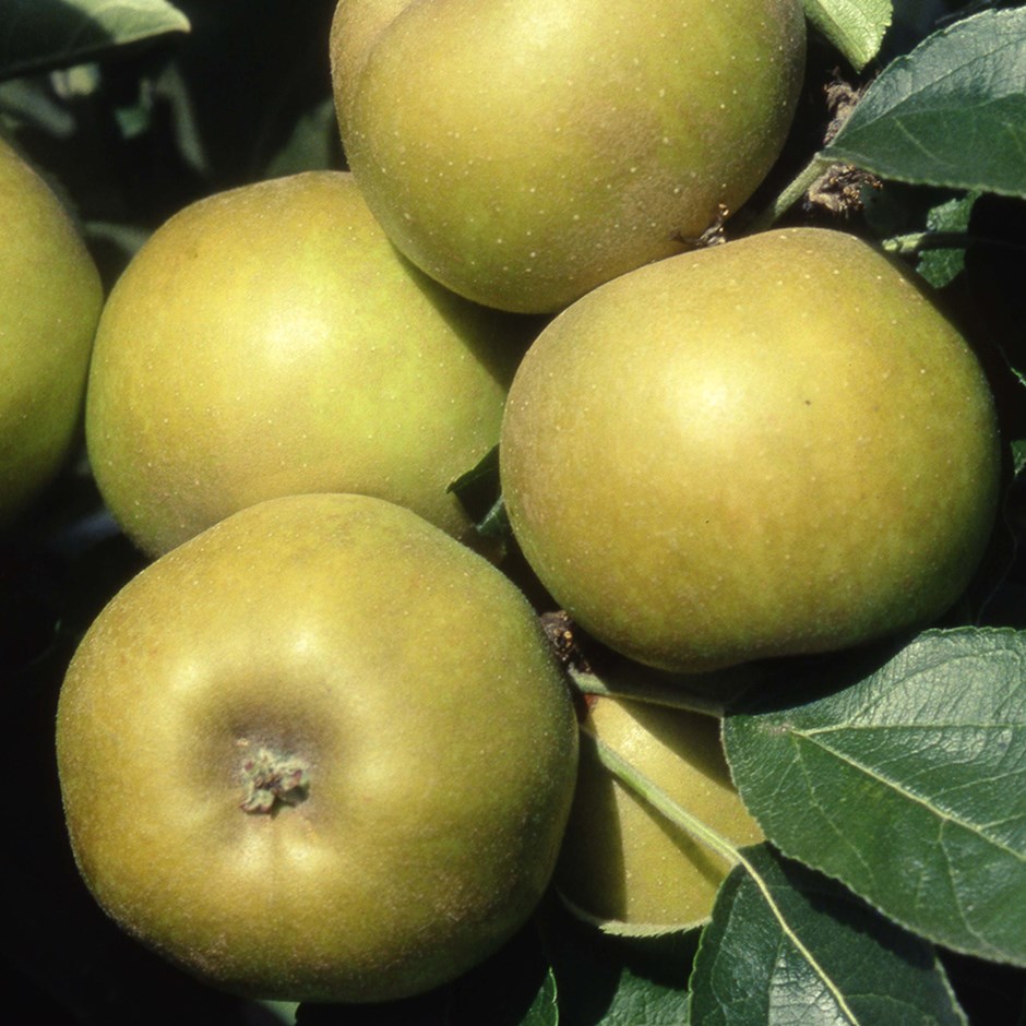 Apple Ashmead's Kernel | Eating / Dessert Apple