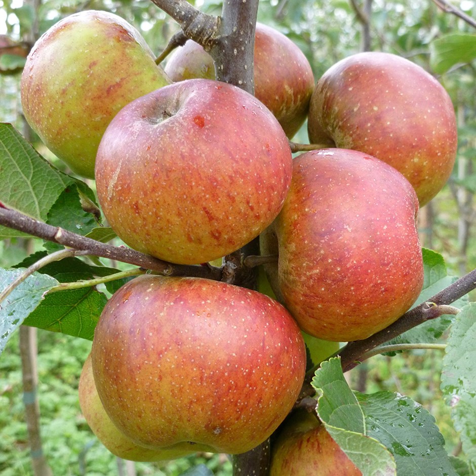 Apple Chivers Delight | Eating / Dessert Apple