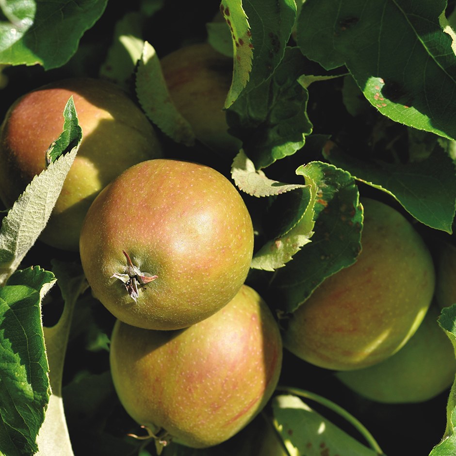 Apple Isaac Newton | Cooking Apple