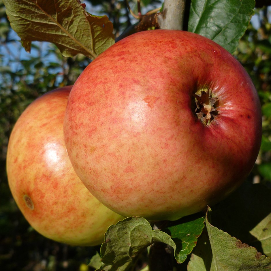 Apple Monarch | Cooking Apple