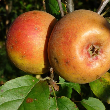 apple Orlean's Reinette