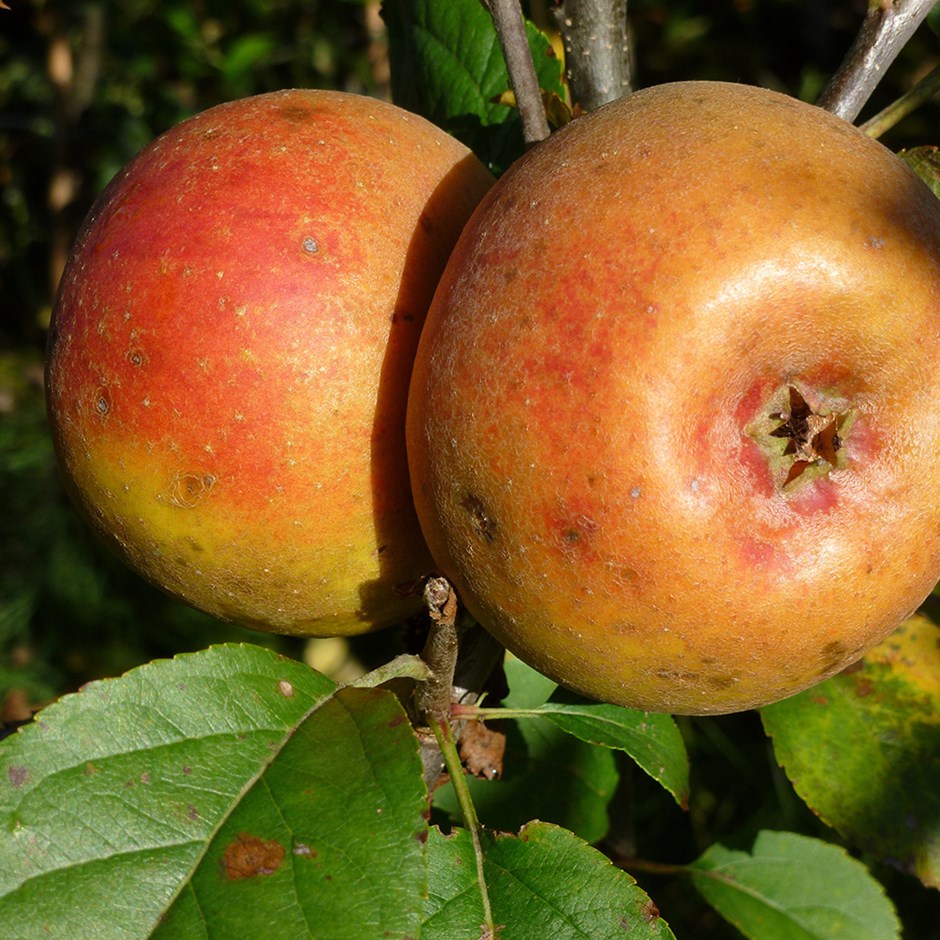 Apple Orlean's Reinette | Dual Purpose Eating / Cooking
