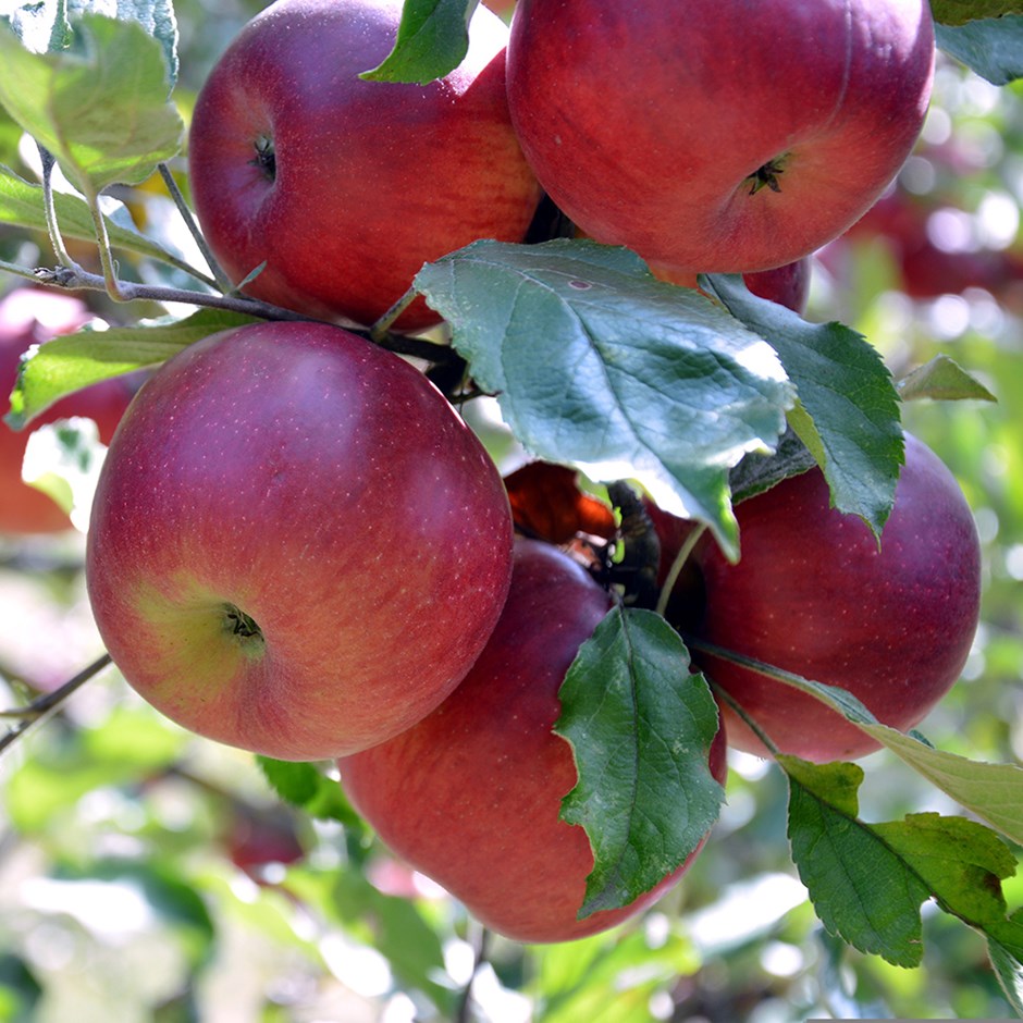 Apple Redsleeves | Eating / Dessert Apple