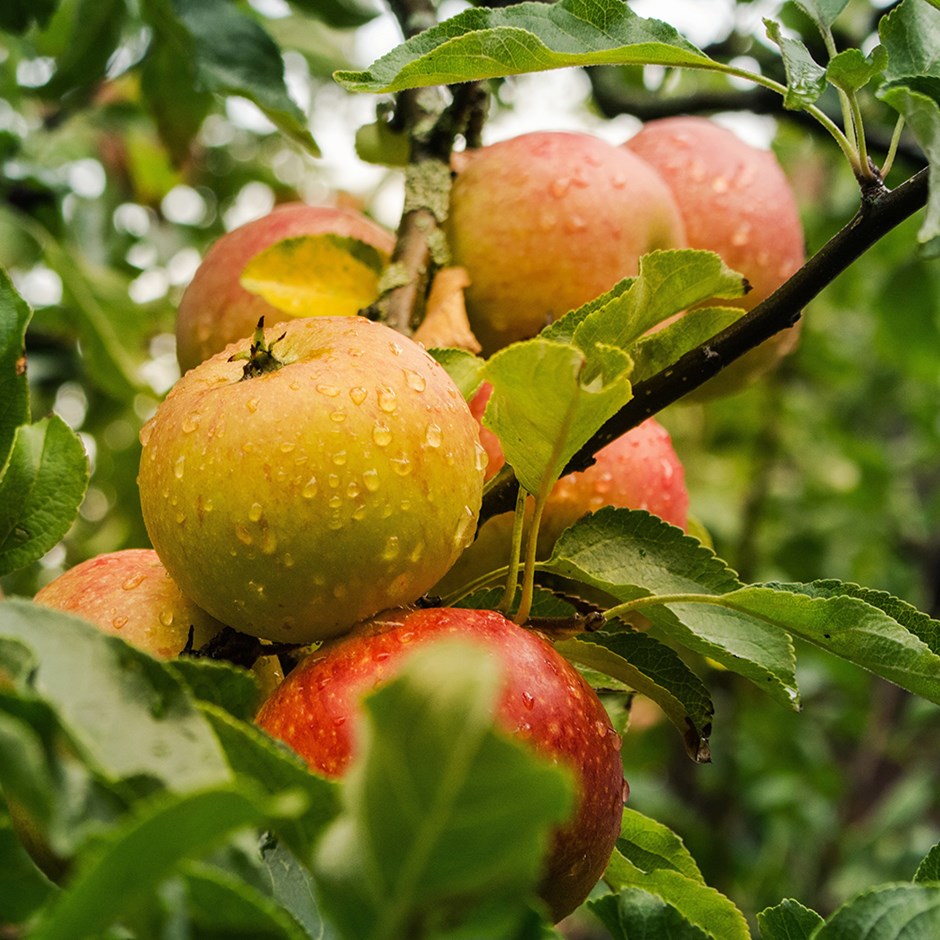 Apple Ribston Pippin | Eating / Dessert Apple