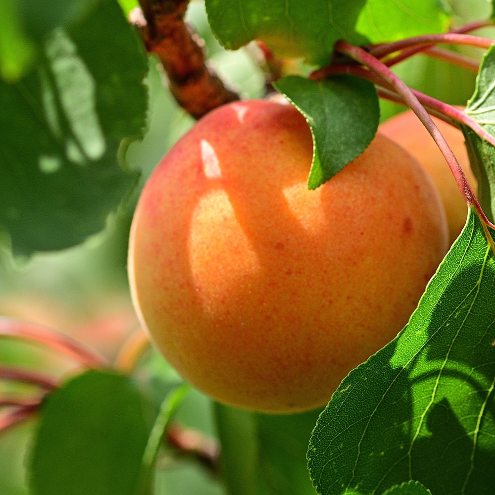 Apricot Flavorcot