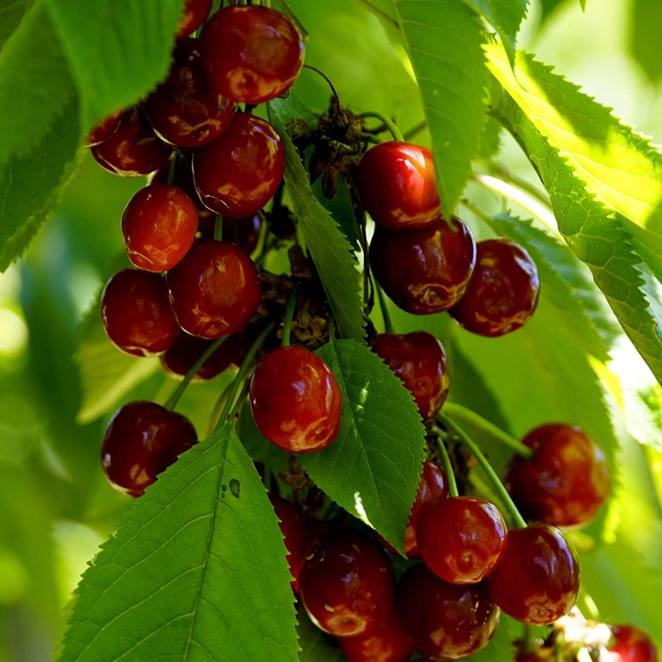 Cherry Merchant | Sweet Cherry