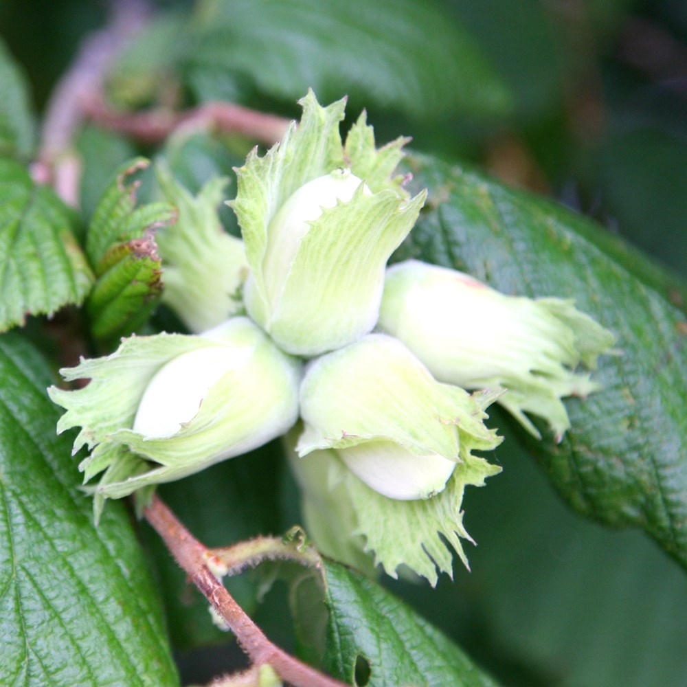 Cobnut Kentish Cob | Filbert / Hazlenut