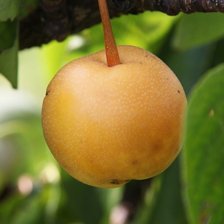 Asian pear Kumoi