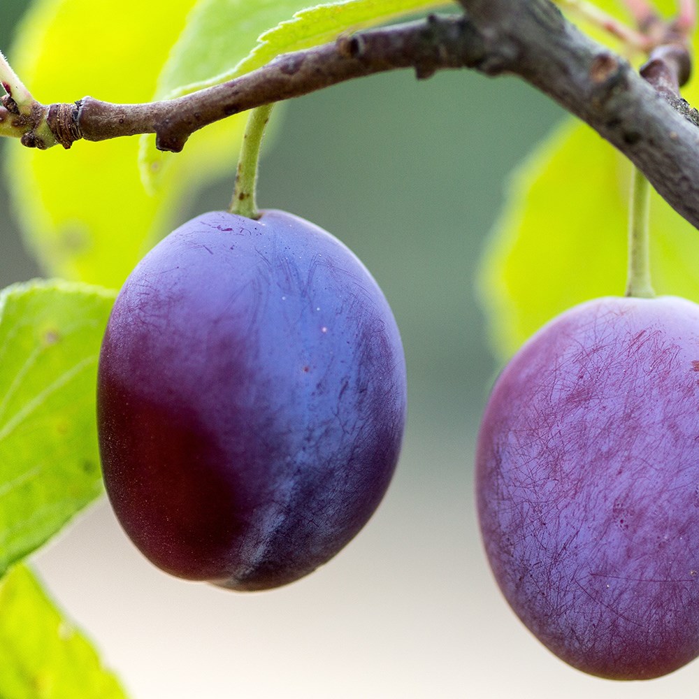 Plum Guinevere
