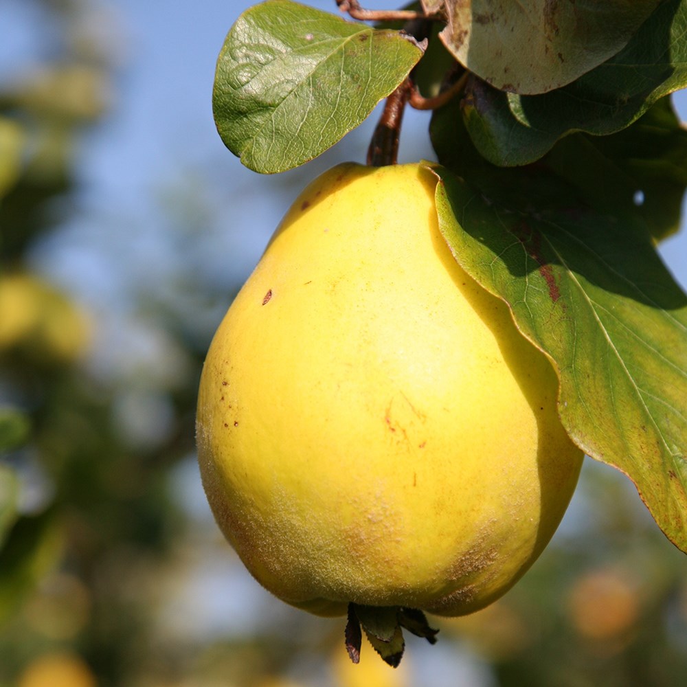 Quince Champion | Quince