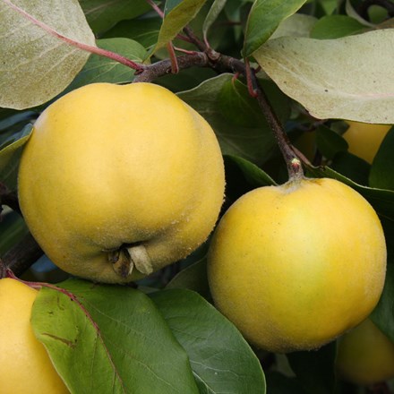 quince Serbian Gold