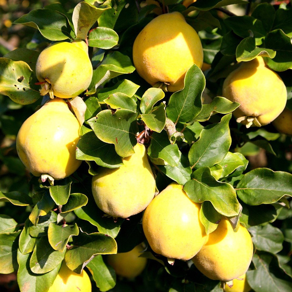 Quince Vranja | Quince