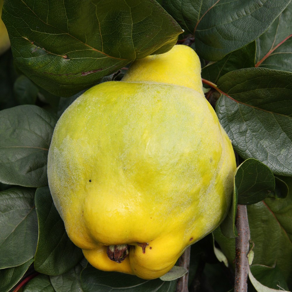 Quince Meechs Prolific