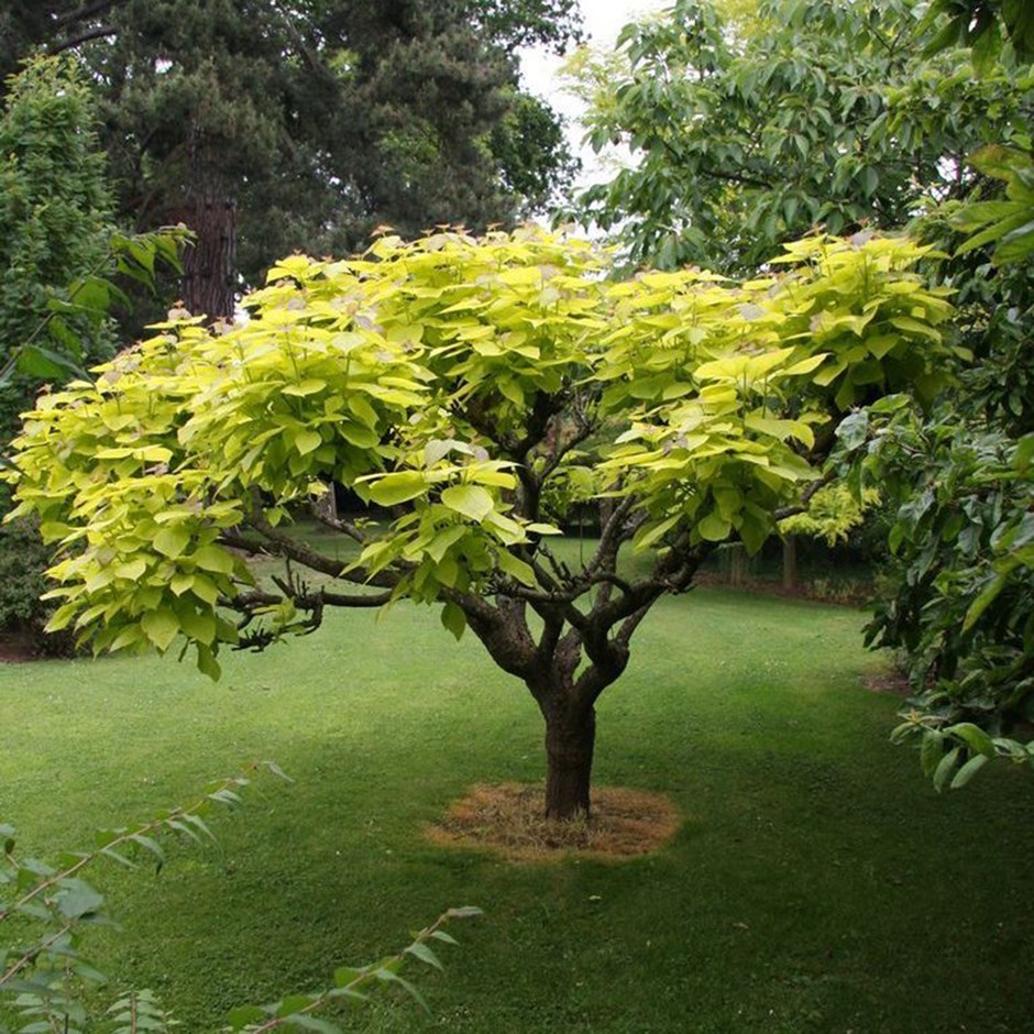 Catalpa Bignonioides Aurea | Golden Indian Bean Tree