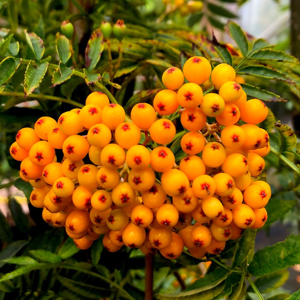 Sorbus Apricot Queen | Mountain Ash, Rowan