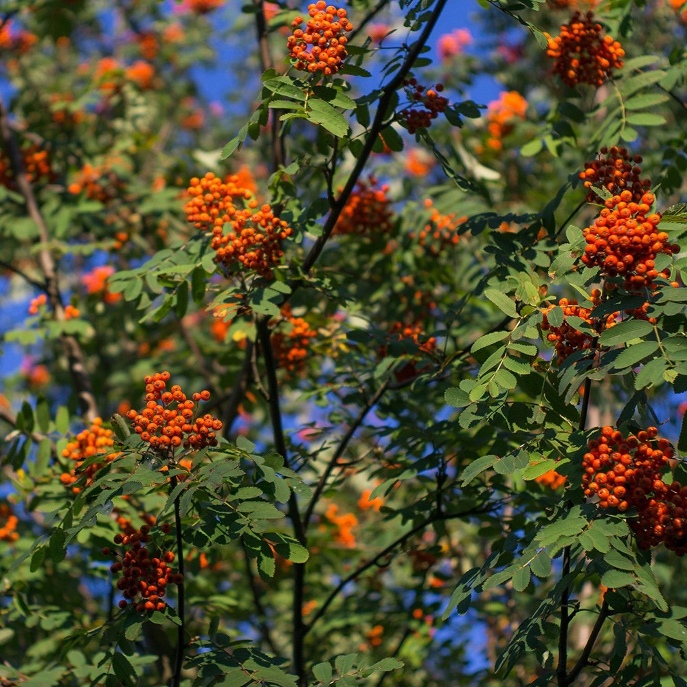 Sorbus × Thuringiaca Fastigiata | Mountain Ash, Rowan