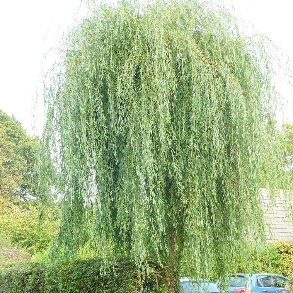 Salix × Sepulcralis Var. Chrysocoma | Golden Weeping Willow