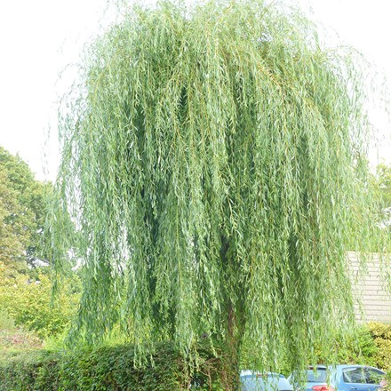 Salix × sepulcralis var. chrysocoma