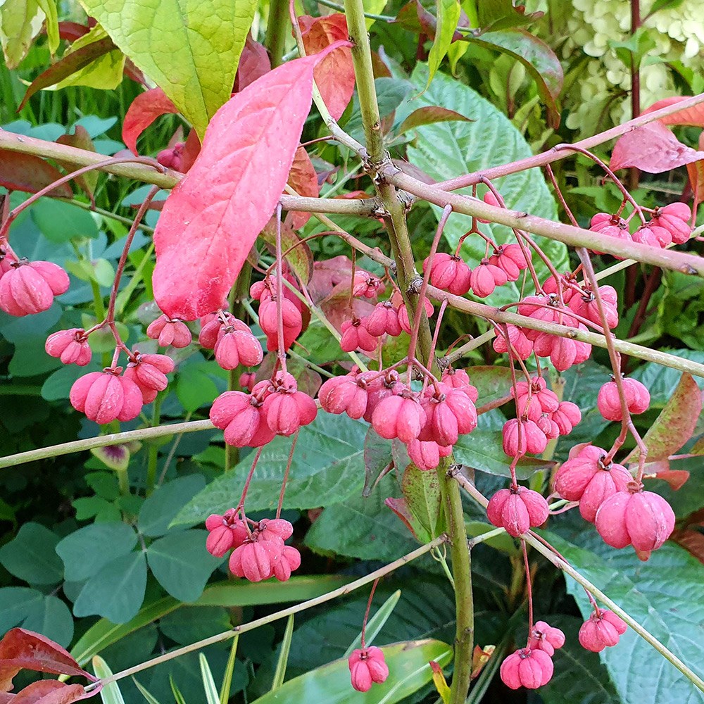 Euonymus Europaeus Red Cascade | Spindle