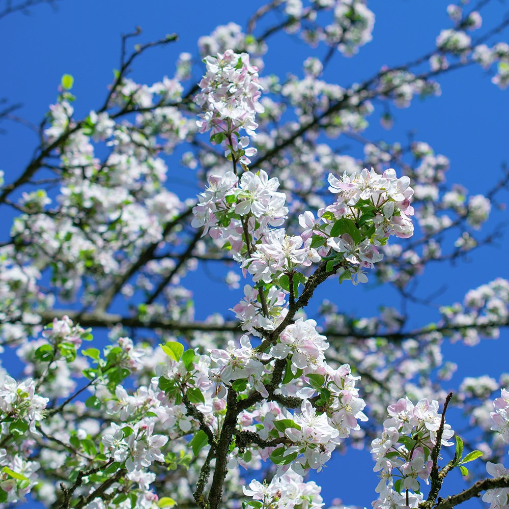 Malus Snowcloud | Crab Apple