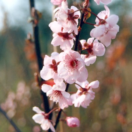 Prunus × blireana