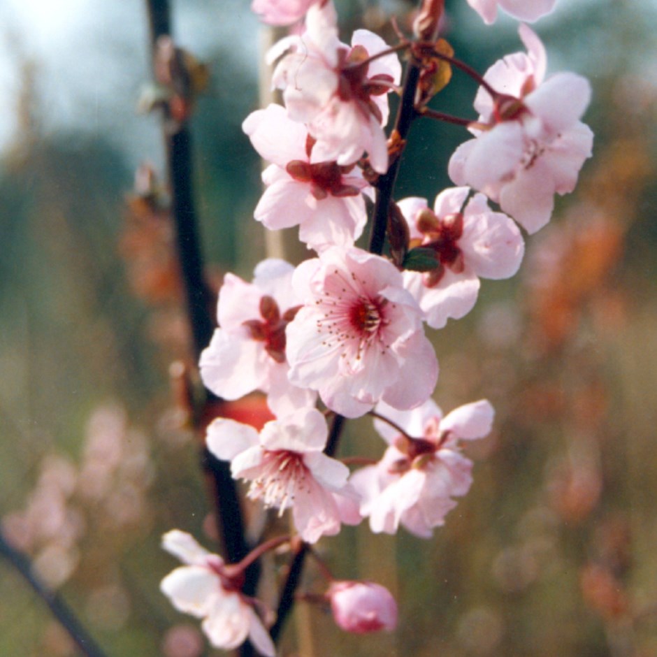 Prunus × Blireana | Flowering Cherry Blossom Tree