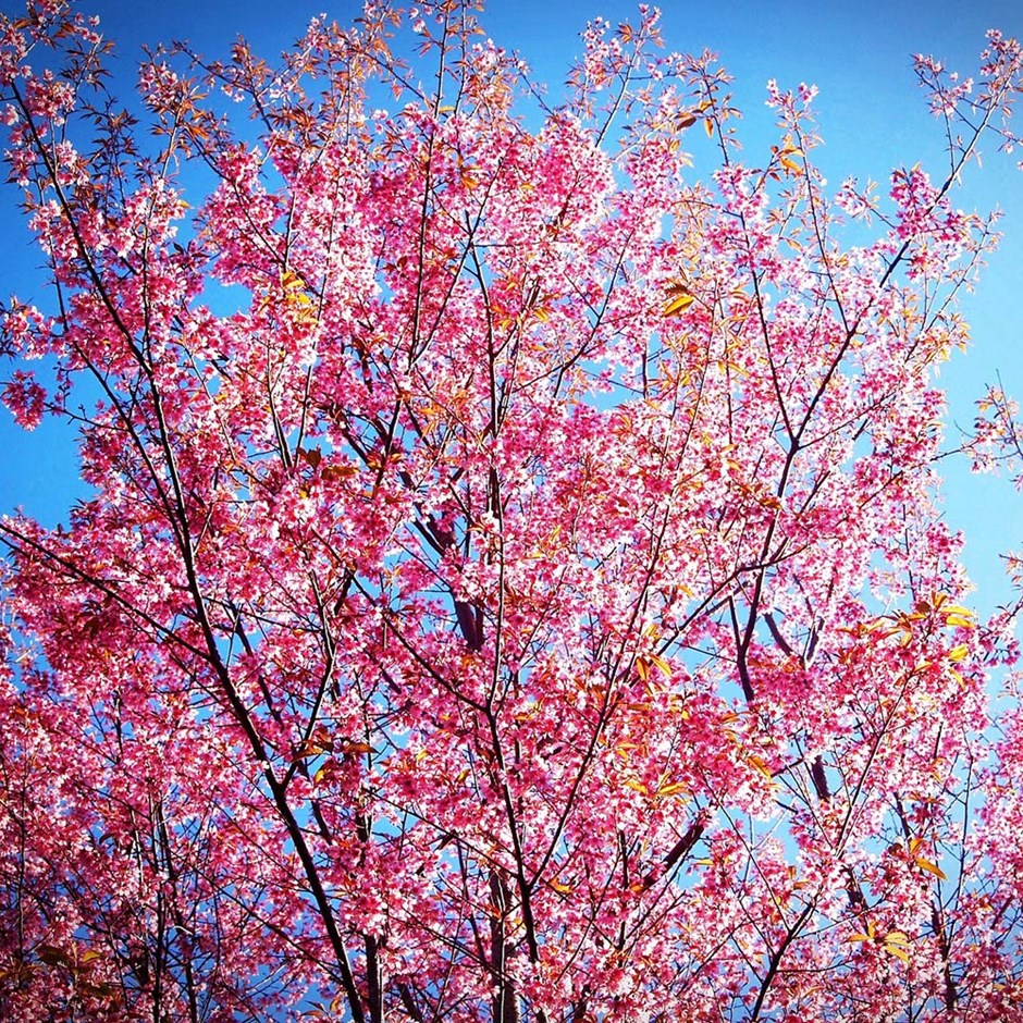 Prunus Collingwood Ingram | Flowering Cherry Blossom Tree