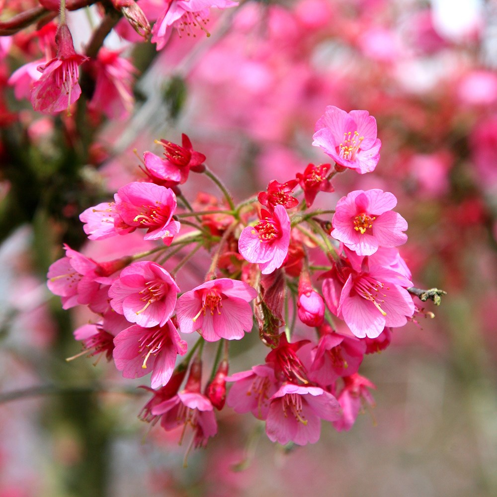 Prunus Kursar | Flowering Cherry Blossom Tree
