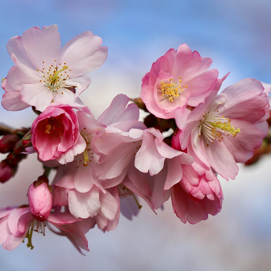Prunus Pink Shell | Flowering Cherry Blossom Tree