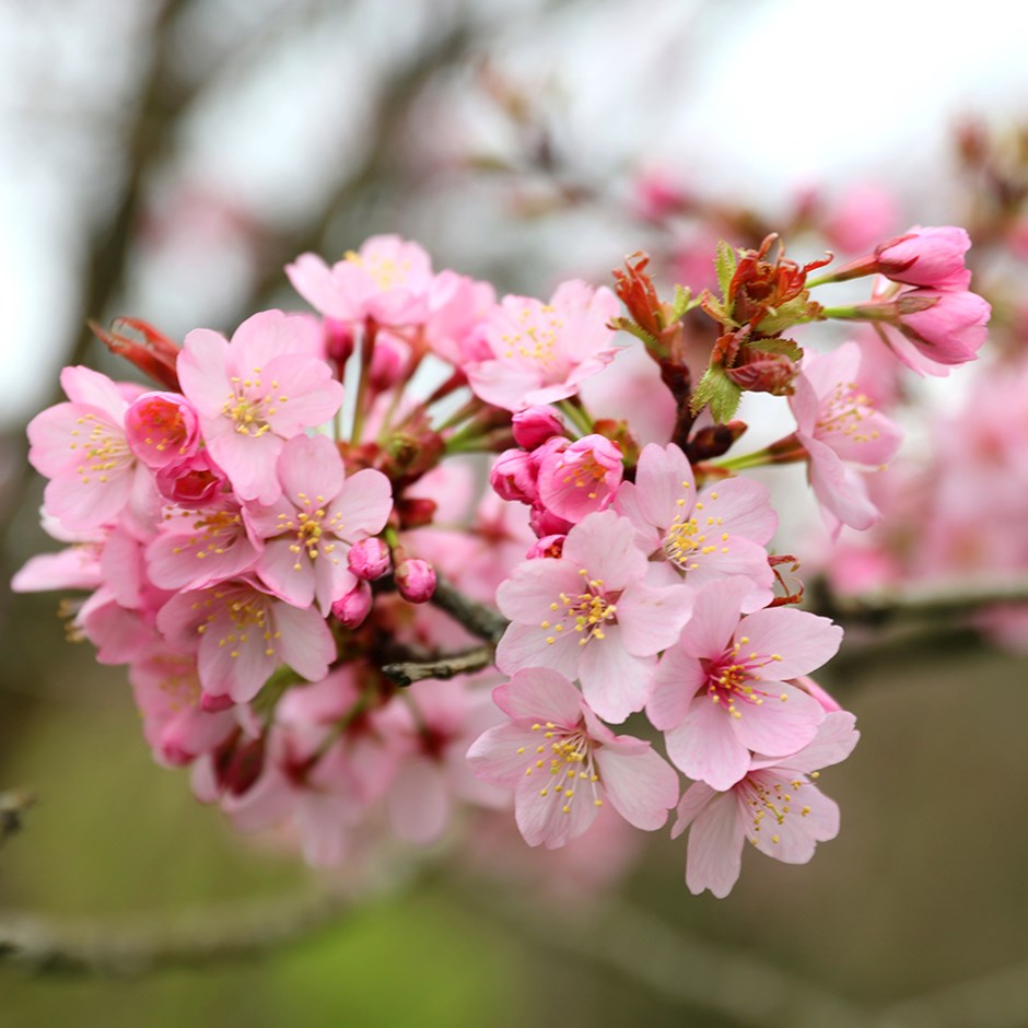 Prunus Sargentii Charles Sargent | Sargent's Cherry Blossom Tree