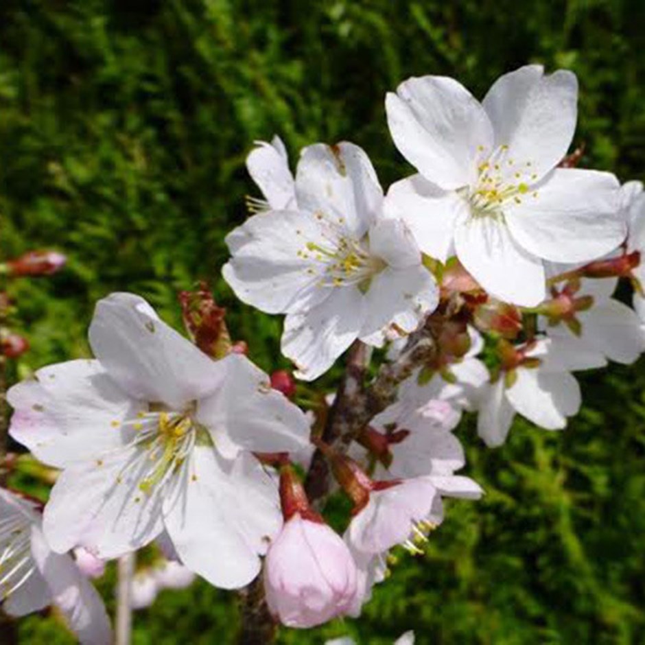 Prunus Spire | Flowering Cherry Blossom Tree
