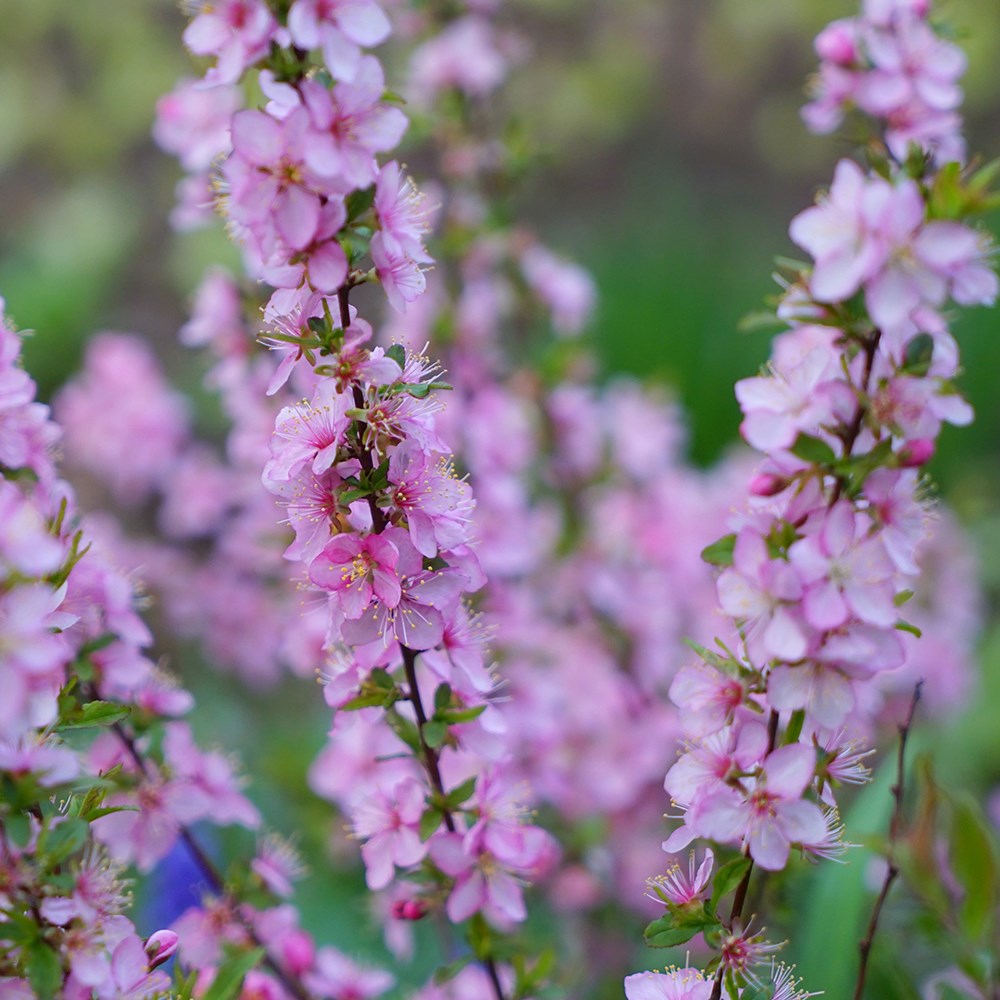 Prunus Tenella Firehill | Dwarf Russian Almond