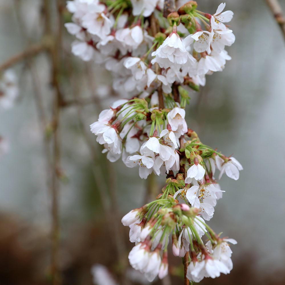 Prunus × Yedoensis Shidare-Yoshino | Flowering Cherry Blossom Tree