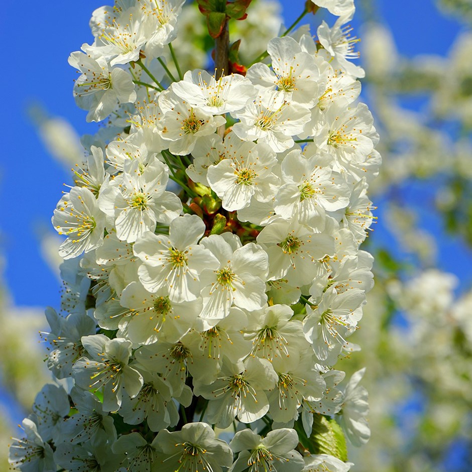 Prunus Avium | Wild Cherry Blossom Tree