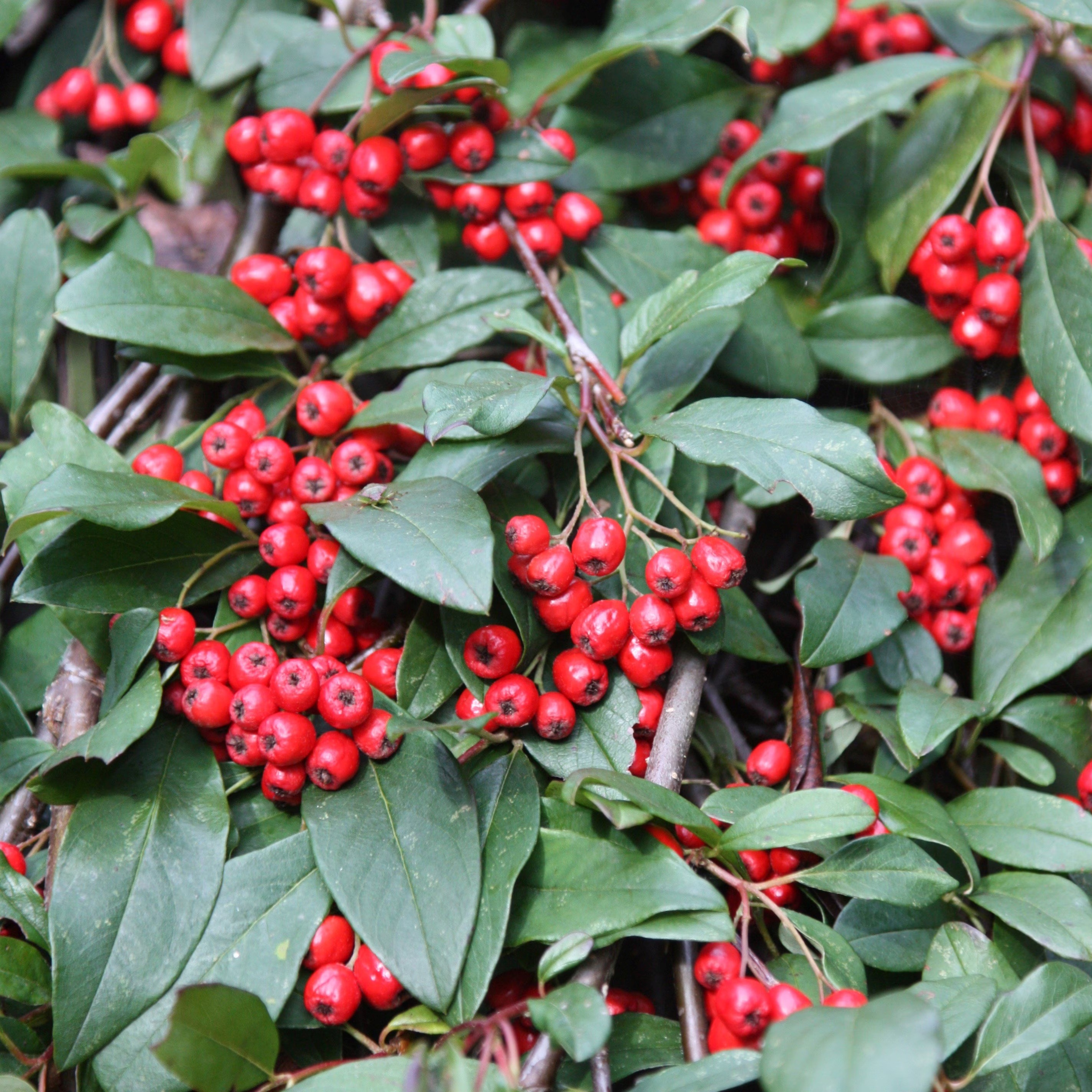 Cotoneaster Hybridus Pendulus | Standard Cotoneaster