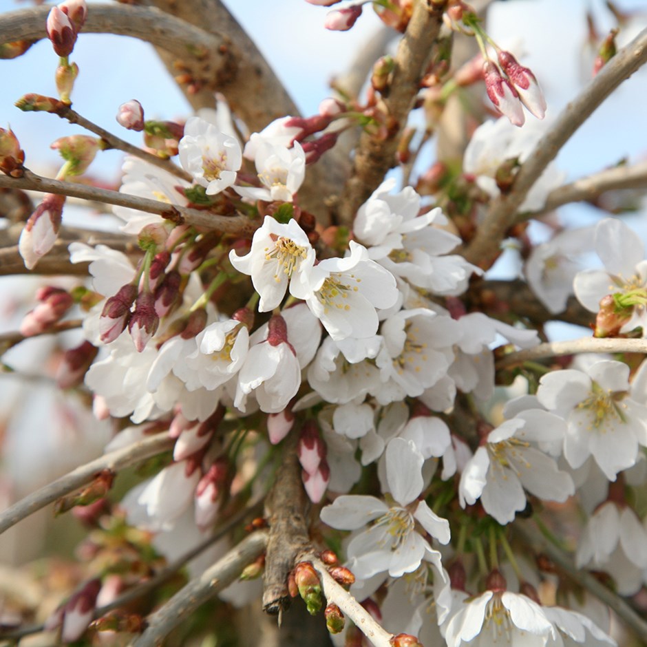 Prunus Snow Showers | Weeping Fuji Cherry Blossom Tree