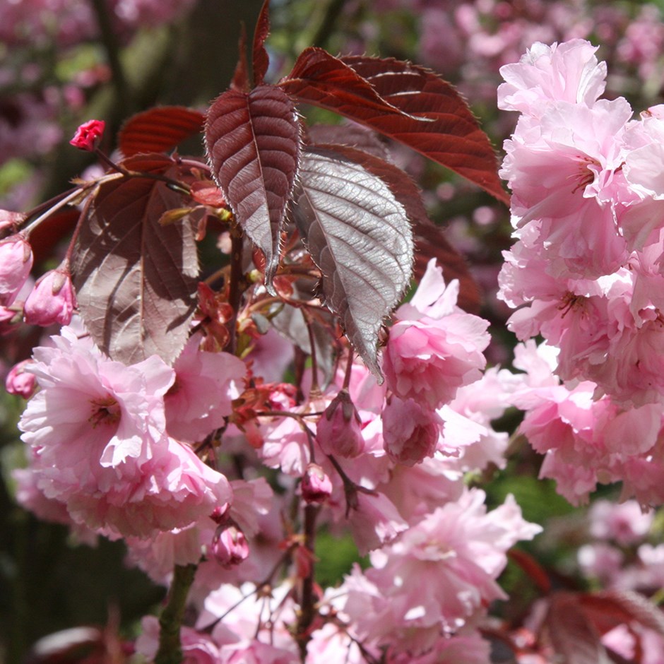 Prunus Royal Burgundy | Flowering Cherry Blossom Tree
