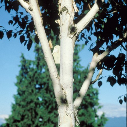 Betula utilis subsp. jacquemontii Doorenbos