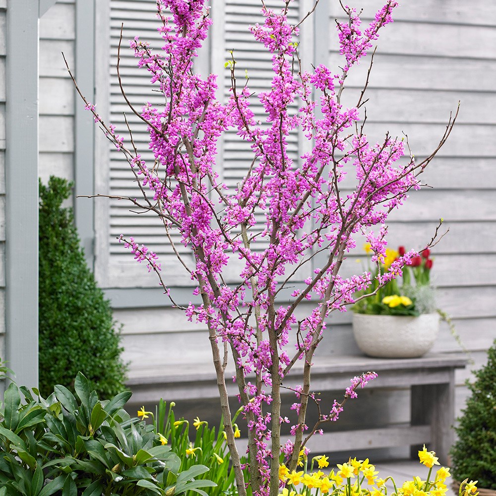 Cercis Chinensis Avondale | Chinese Red Bud