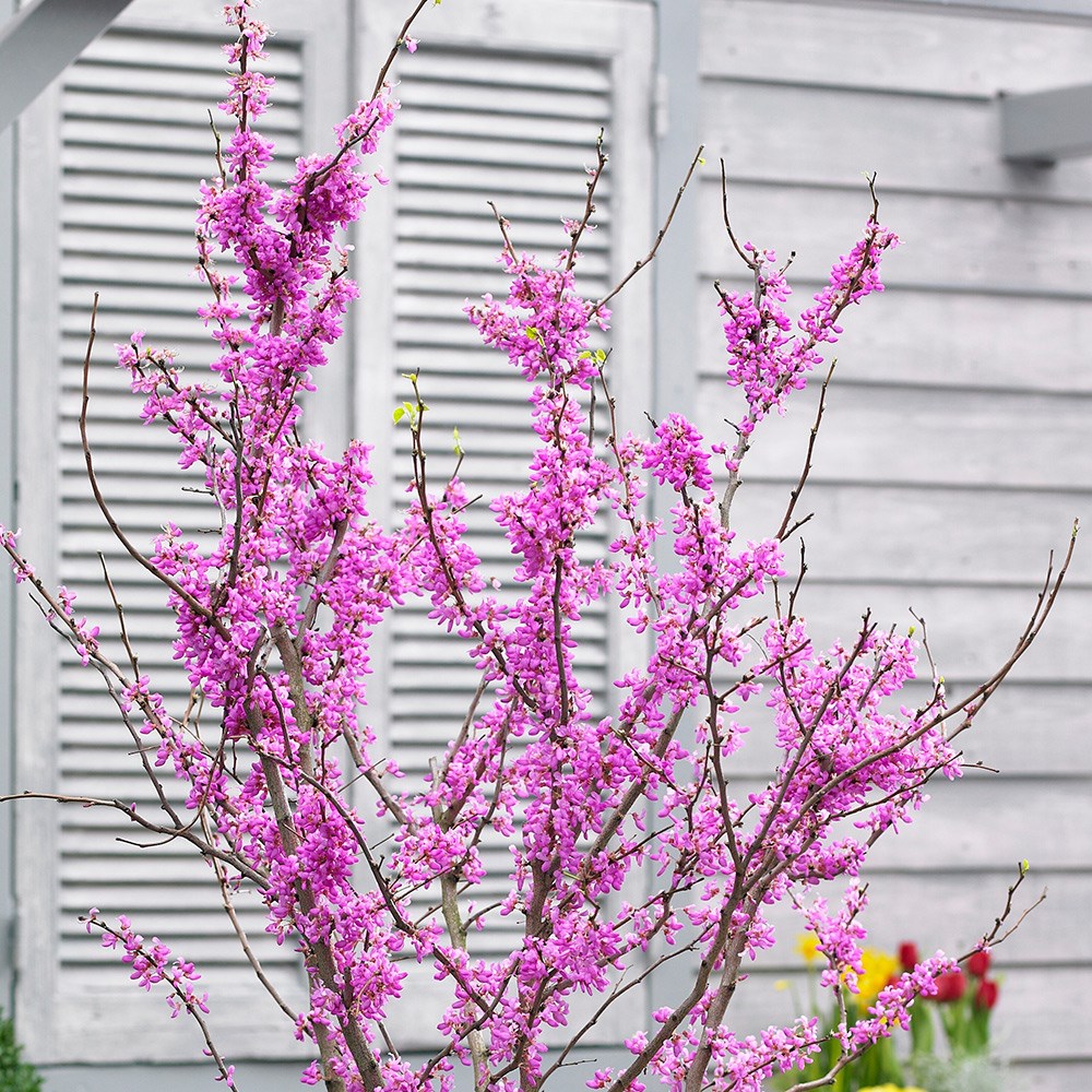 Cercis Chinensis Avondale | Chinese Red Bud