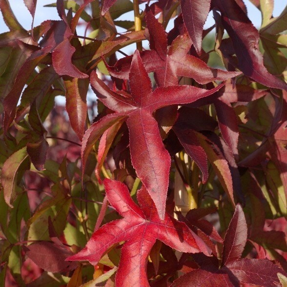 Liquidambar Styraciflua Slender Silhouette | Sweet Gum
