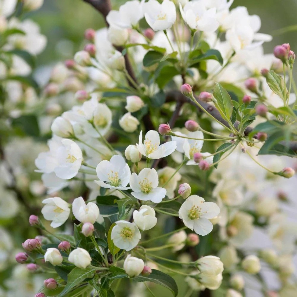 Malus Brevipes Wedding Bouquet | Crab Apple