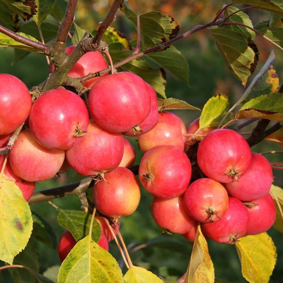 Malus Jelly King | Crab Apple