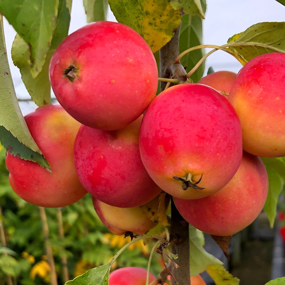 Malus Jelly King | Crab Apple
