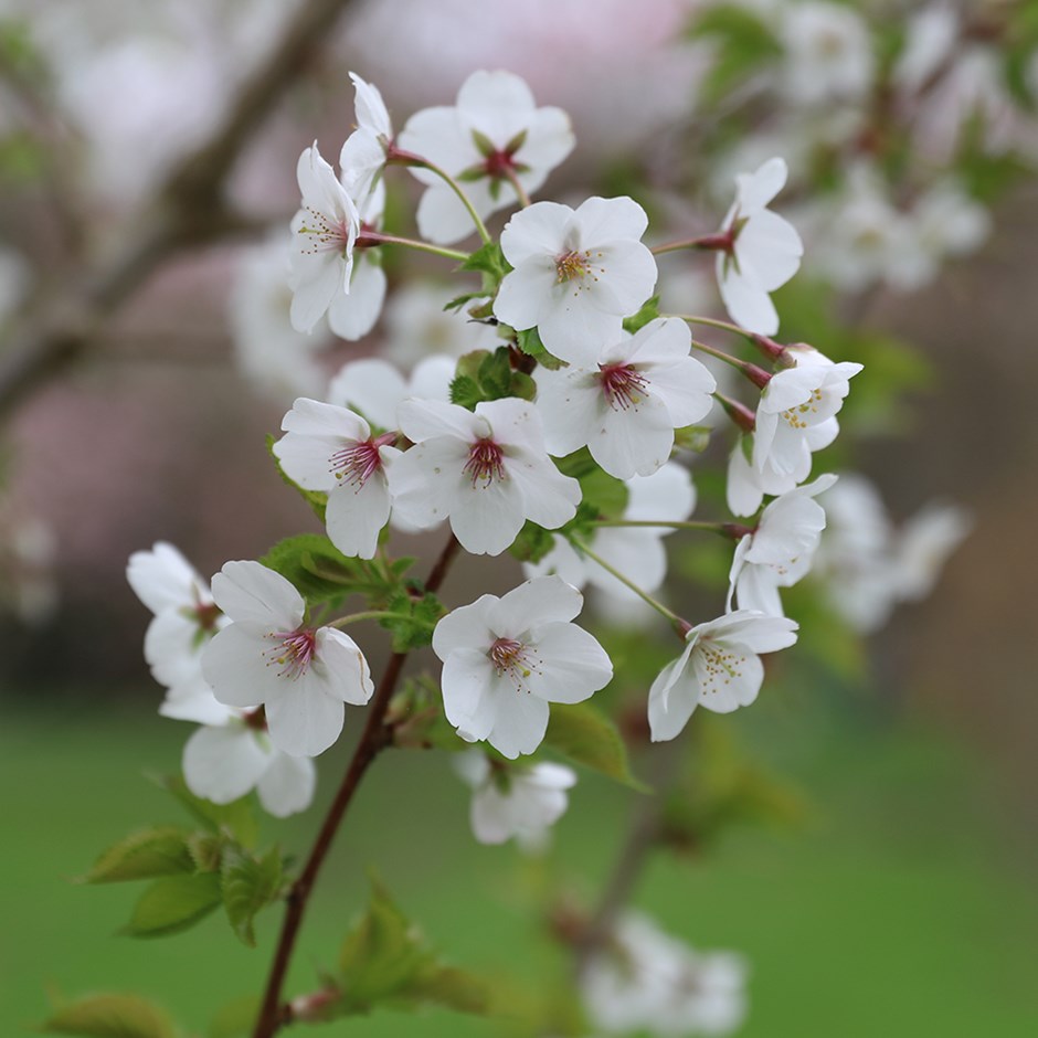 Prunus Snow Goose | Flowering Cherry Blossom Tree